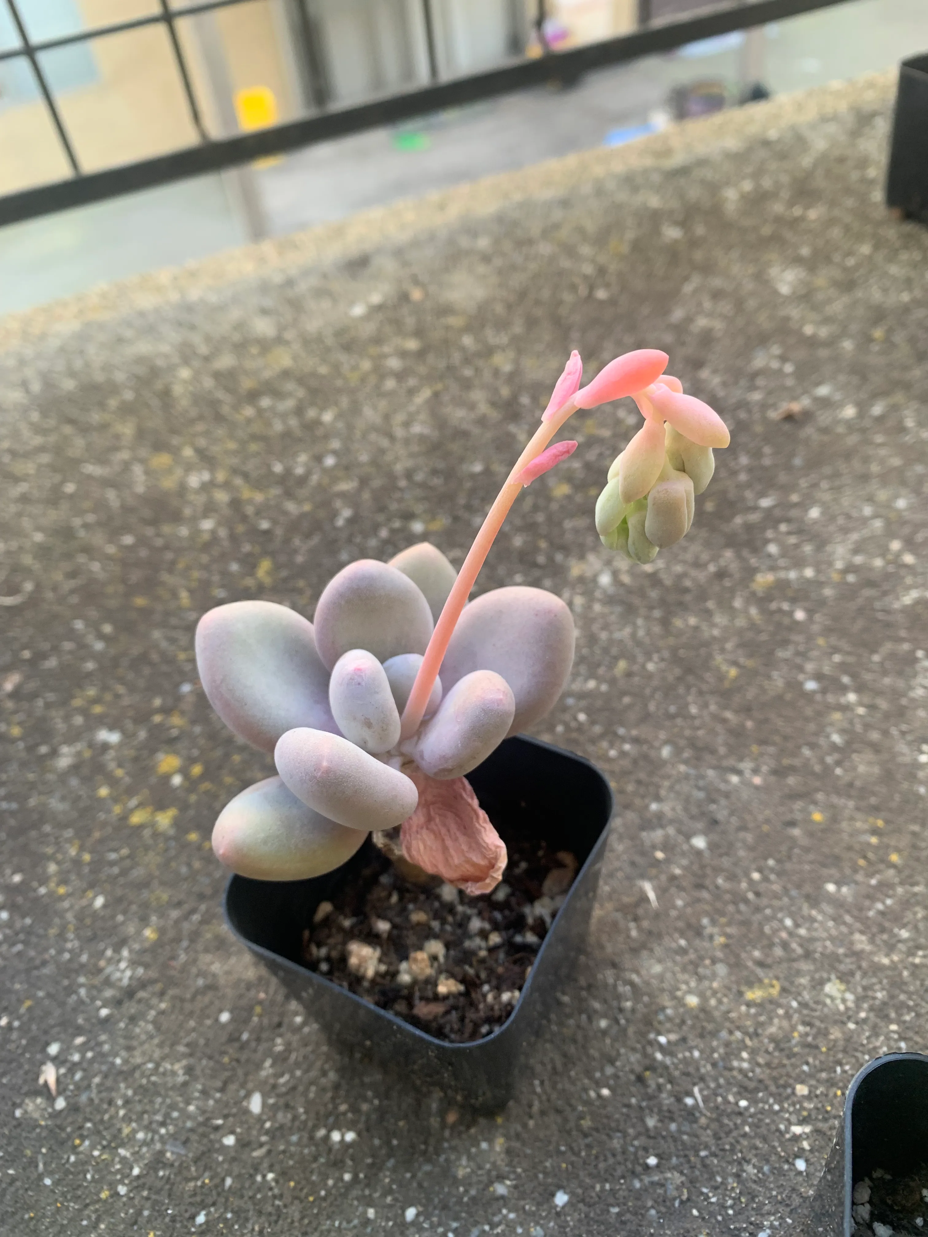 plants